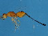  ( - MIC-PHI.OKI-HN-1)  @13 [ ] CreativeCommons - Attribution (2008) Unspecified Centre for Biodiversity Genomics