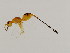  ( - MIC-PHI.OKI-HN-2)  @13 [ ] CreativeCommons - Attribution (2008) Unspecified Centre for Biodiversity Genomics