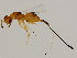  (Philotrypesis okinavensis-MIC - MIC-PHI.OKI-HN-6)  @14 [ ] CreativeCommons - Attribution (2008) Unspecified Centre for Biodiversity Genomics