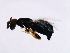  ( - MIC-WAL.2-HN-3)  @12 [ ] CreativeCommons - Attribution (2008) Unspecified Centre for Biodiversity Genomics