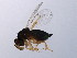  ( - MIC-ORM.1-HN-1)  @12 [ ] CreativeCommons - Attribution (2008) Unspecified Centre for Biodiversity Genomics