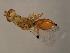  ( - MIC-SPH.1-HN-1)  @13 [ ] CreativeCommons - Attribution (2008) Unspecified Centre for Biodiversity Genomics