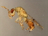  (Sycophila M12-MIC - MIC-SPH.12M-HN-3)  @14 [ ] CreativeCommons - Attribution (2008) Unspecified Centre for Biodiversity Genomics