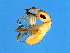  ( - MIC-M.2-3.2-HN-3)  @11 [ ] CreativeCommons - Attribution (2008) Unspecified Centre for Biodiversity Genomics