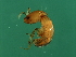  ( - MIC-M.3-1-HN-4)  @13 [ ] CreativeCommons - Attribution (2008) Unspecified Centre for Biodiversity Genomics