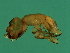  ( - MIC-M.3-1-HN-5)  @13 [ ] CreativeCommons - Attribution (2008) Unspecified Centre for Biodiversity Genomics