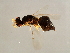  ( - MIC-ACO.1-HN-1)  @12 [ ] CreativeCommons - Attribution (2008) Unspecified Centre for Biodiversity Genomics