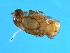  ( - BEN-M.0-HN-3)  @12 [ ] CreativeCommons - Attribution (2008) Unspecified Centre for Biodiversity Genomics