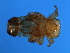  ( - BEN-M.0-HN-4)  @12 [ ] CreativeCommons - Attribution (2008) Unspecified Centre for Biodiversity Genomics