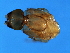  ( - BEN-M.0-HN-5)  @12 [ ] CreativeCommons - Attribution (2008) Unspecified Centre for Biodiversity Genomics