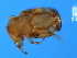  ( - BEN-M.0-HN-6)  @12 [ ] CreativeCommons - Attribution (2008) Unspecified Centre for Biodiversity Genomics
