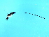  ( - BEN-SCA.1-HN-5)  @13 [ ] CreativeCommons - Attribution (2008) Unspecified Centre for Biodiversity Genomics