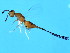  ( - BEN-PHI.1-HN-5)  @13 [ ] CreativeCommons - Attribution (2008) Unspecified Centre for Biodiversity Genomics