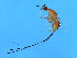  (Philotrypesis sp. 5-BEN - BEN-PHI.5-HN-3)  @14 [ ] CreativeCommons - Attribution (2008) Unspecified Centre for Biodiversity Genomics