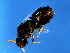  ( - BEN-ACO.1-HN-1)  @13 [ ] CreativeCommons - Attribution (2008) Unspecified Centre for Biodiversity Genomics