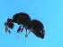  ( - BEN-ACO.1-HN-2)  @13 [ ] CreativeCommons - Attribution (2008) Unspecified Centre for Biodiversity Genomics