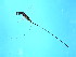  ( - BEN-SCA.1-YN-5)  @13 [ ] CreativeCommons - Attribution (2008) Unspecified Centre for Biodiversity Genomics