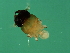  ( - BEN-M.2-HN-1)  @13 [ ] CreativeCommons - Attribution (2008) Unspecified Centre for Biodiversity Genomics