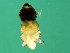  (Micranisa sp. 1-BEN - BEN-M.2-HN-3)  @13 [ ] CreativeCommons - Attribution (2008) Unspecified Centre for Biodiversity Genomics