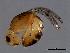  ( - ALT-ACO.M3-HN-3)  @13 [ ] CreativeCommons - Attribution (2008) Unspecified Centre for Biodiversity Genomics