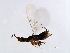  ( - GLA-WAT.WIL-HN-8)  @12 [ ] CreativeCommons - Attribution (2008) Unspecified Centre for Biodiversity Genomics