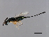  (Sycoscapter sp. 1-GLA - GLA-SCA.1-HN-3)  @14 [ ] CreativeCommons - Attribution (2008) Unspecified Centre for Biodiversity Genomics