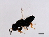  ( - GLA-WAL.1-HN-3)  @12 [ ] CreativeCommons - Attribution (2008) Unspecified Centre for Biodiversity Genomics