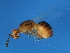  ( - GLA-ODO.1-GD-5)  @11 [ ] CreativeCommons - Attribution (2008) Unspecified Centre for Biodiversity Genomics