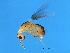  ( - GLA-M.8-GD-3)  @11 [ ] CreativeCommons - Attribution (2008) Unspecified Centre for Biodiversity Genomics