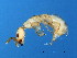  ( - GLA-M.9-GD-1)  @11 [ ] CreativeCommons - Attribution (2008) Unspecified Centre for Biodiversity Genomics