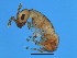  ( - GLA-M.9-GD-3)  @11 [ ] CreativeCommons - Attribution (2008) Unspecified Centre for Biodiversity Genomics