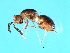  ( - SUP-ACO.1-HN-2)  @13 [ ] CreativeCommons - Attribution (2008) Unspecified Centre for Biodiversity Genomics