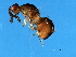  ( - SUP-ACO.1-HN-5)  @13 [ ] CreativeCommons - Attribution (2008) Unspecified Centre for Biodiversity Genomics