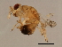  ( - SUP-M.11-HN-1)  @12 [ ] CreativeCommons - Attribution (2008) Unspecified Centre for Biodiversity Genomics