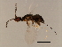  (Platyscapa - VIR-PLA.COR-HN-6)  @14 [ ] CreativeCommons - Attribution (2008) Unspecified Centre for Biodiversity Genomics