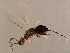  ( - VIR-PLA.COR-HN-8)  @13 [ ] CreativeCommons - Attribution (2008) Unspecified Centre for Biodiversity Genomics