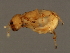  ( - VIR-M.0-HN-5)  @13 [ ] CreativeCommons - Attribution (2008) Unspecified Centre for Biodiversity Genomics