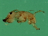  ( - VIR-M.1-HN-6)  @13 [ ] CreativeCommons - Attribution (2008) Unspecified Centre for Biodiversity Genomics