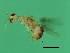  ( - VIR-M.13-HN-1)  @11 [ ] CreativeCommons - Attribution (2008) Unspecified Centre for Biodiversity Genomics