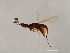  ( - VIR-PLA.1-GZ-5)  @13 [ ] CreativeCommons - Attribution (2008) Unspecified Centre for Biodiversity Genomics