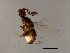  ( - VIR-PLA.1-GZ-7)  @13 [ ] CreativeCommons - Attribution (2008) Unspecified Centre for Biodiversity Genomics