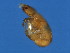  ( - VIR-M.0-GZ-1)  @12 [ ] CreativeCommons - Attribution (2008) Unspecified Centre for Biodiversity Genomics