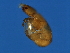  ( - VIR-M.0-GZ-2)  @12 [ ] CreativeCommons - Attribution (2008) Unspecified Centre for Biodiversity Genomics