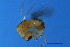  ( - VIR-M.13-GZ-2)  @11 [ ] CreativeCommons - Attribution (2008) Unspecified Centre for Biodiversity Genomics