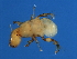 ( - VAS-M.1-HN-2)  @13 [ ] CreativeCommons - Attribution (2008) Unspecified Centre for Biodiversity Genomics