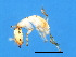  ( - VAS-M.3-HN-1)  @13 [ ] CreativeCommons - Attribution (2008) Unspecified Centre for Biodiversity Genomics