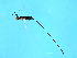  ( - NER-SCA.1-HN-3)  @13 [ ] CreativeCommons - Attribution (2008) Unspecified Centre for Biodiversity Genomics