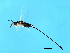  (Sycoscapter sp. 1-NER - NER-SCA.1-HN-4)  @14 [ ] CreativeCommons - Attribution (2008) Unspecified Centre for Biodiversity Genomics