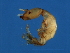  ( - NER-M.4-HN-3)  @13 [ ] CreativeCommons - Attribution (2008) Unspecified Centre for Biodiversity Genomics