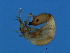  ( - NER-M.4-HN-5)  @13 [ ] CreativeCommons - Attribution (2008) Unspecified Centre for Biodiversity Genomics